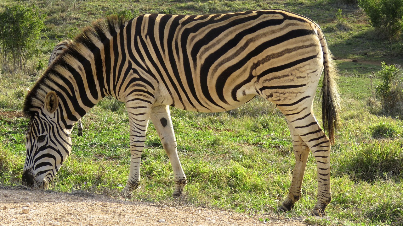 zebra addo elephant park south africa free photo