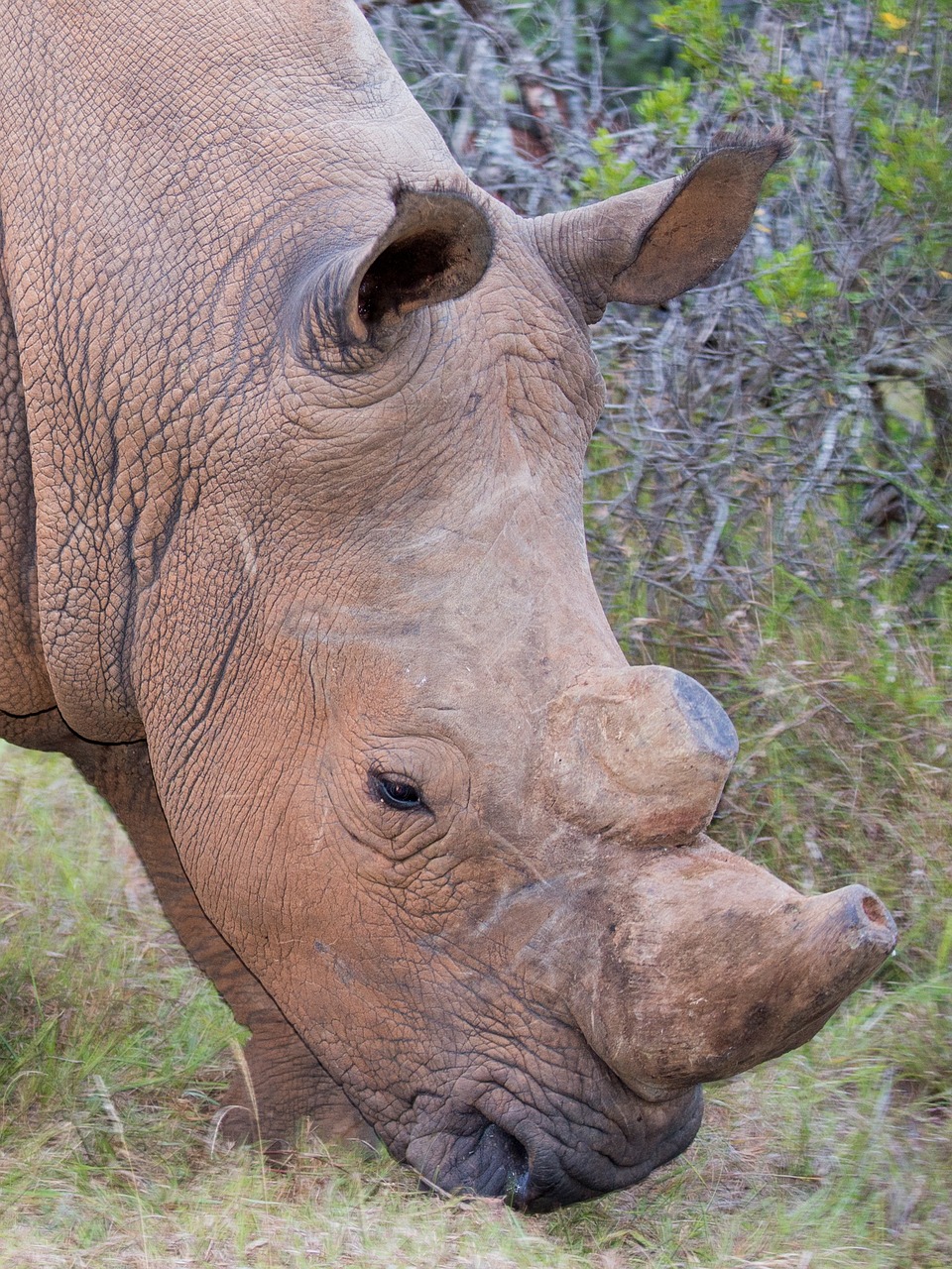 addo national park rhino south africa free photo