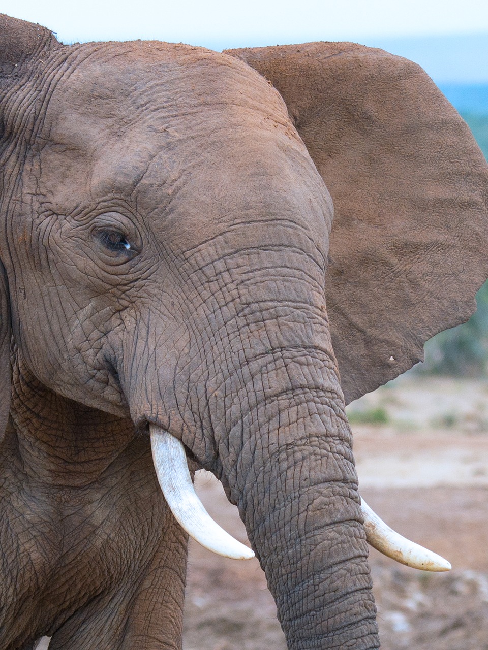 addo national park elephant south africa free photo
