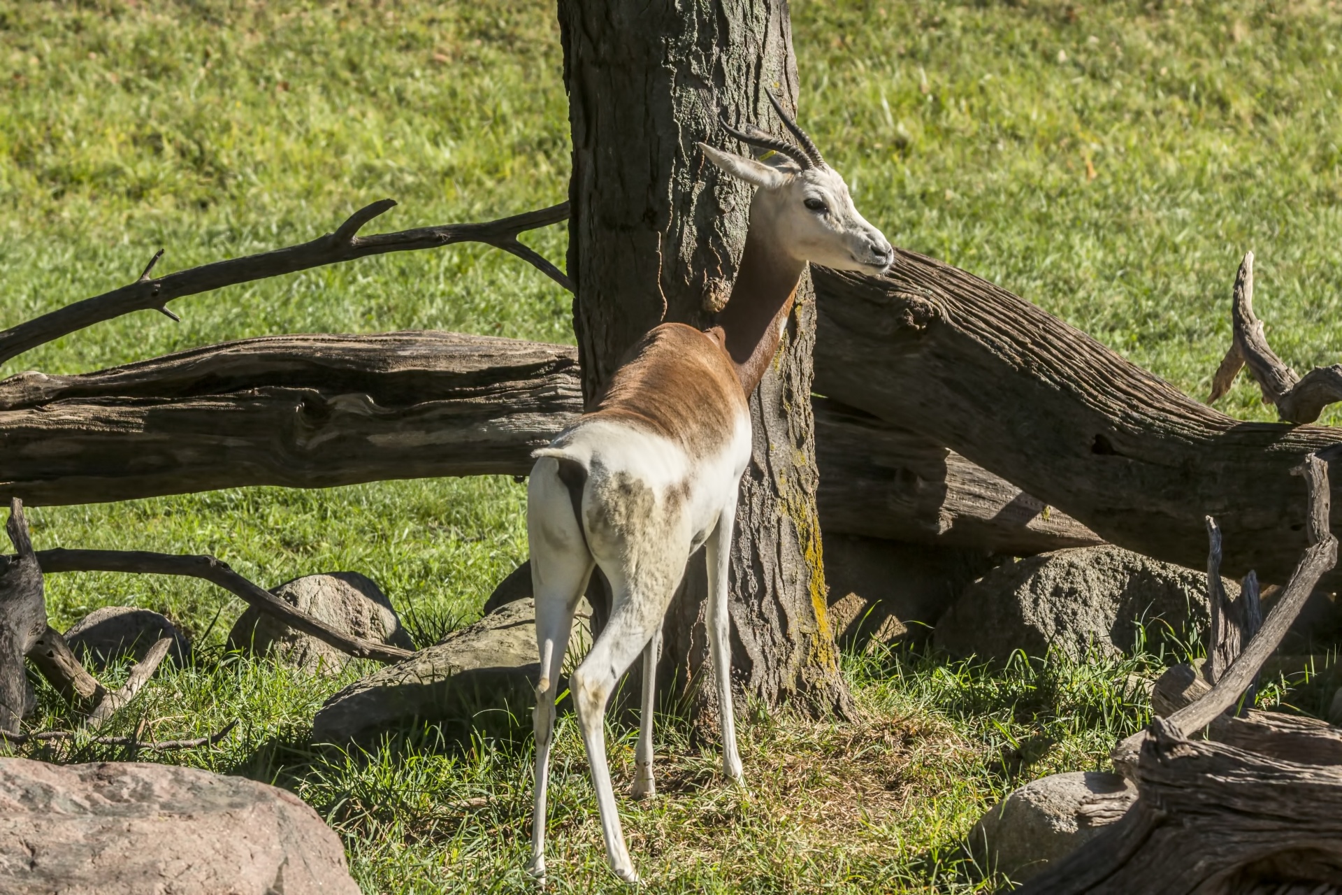 nanger dama ruficollis gazelle mammal free photo