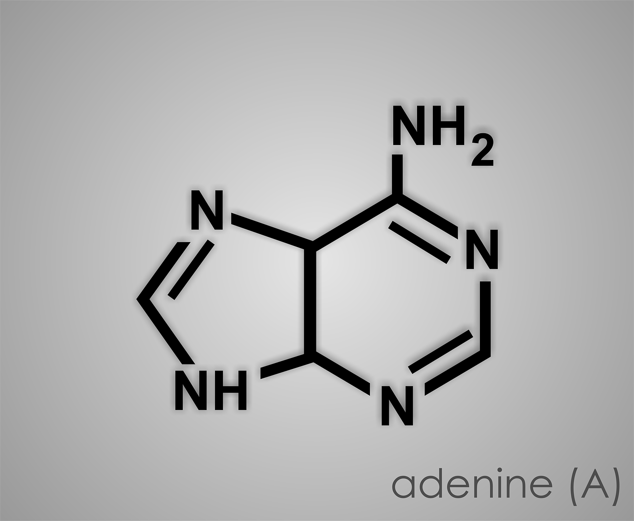 adenine purine gout free photo