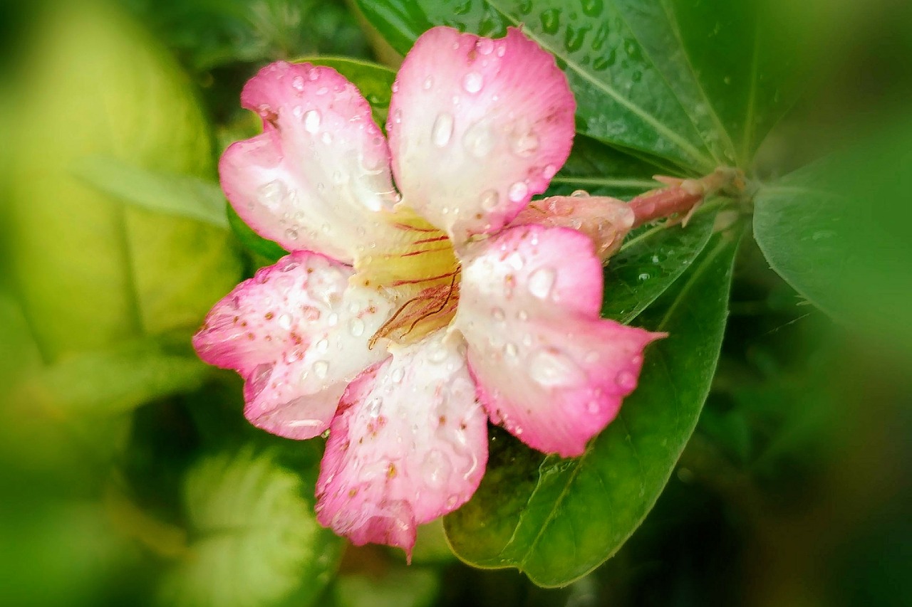 adenium pink flowers bloom free photo