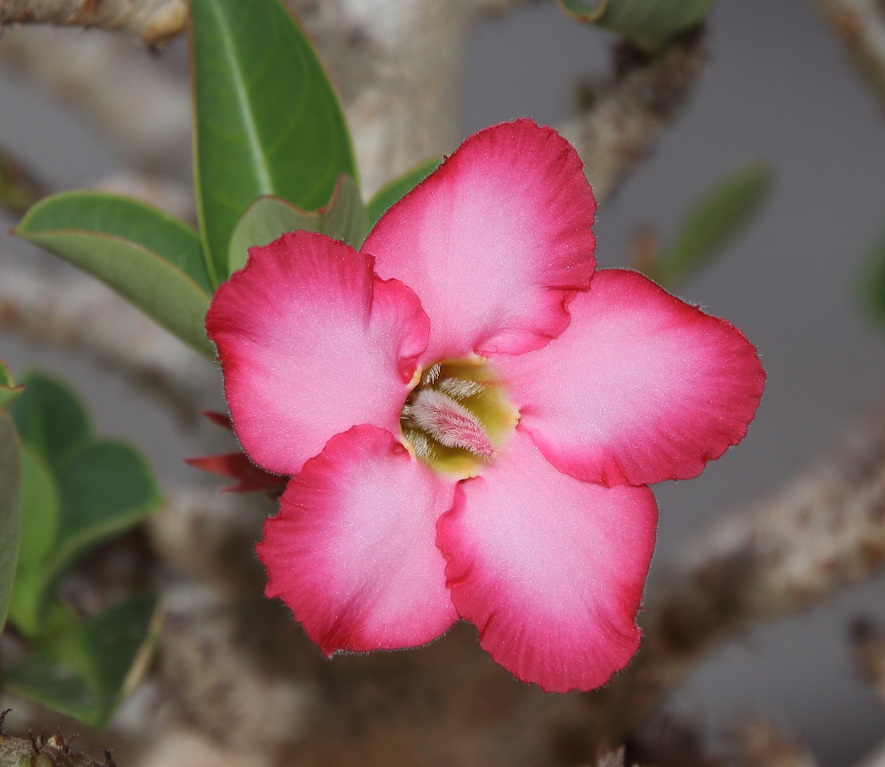 adenium flower desert flower free photo