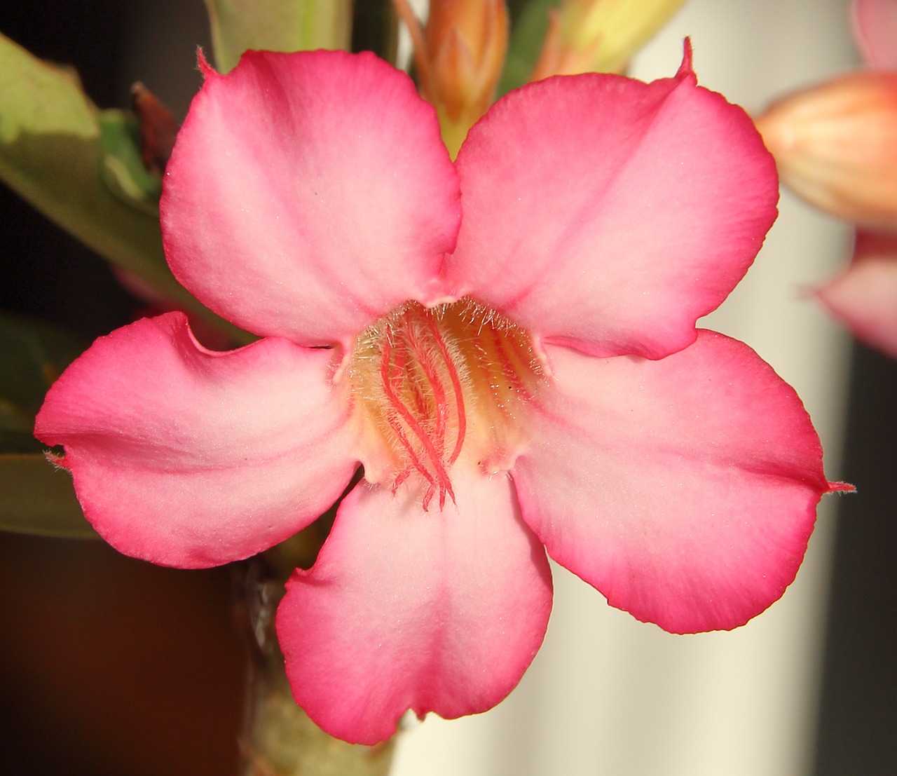 adenium the desert rose petals free photo