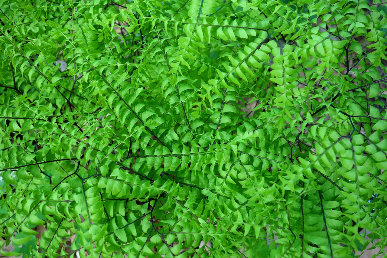 adiantum pedatum northern maidenhair fern five-fingered fern free photo