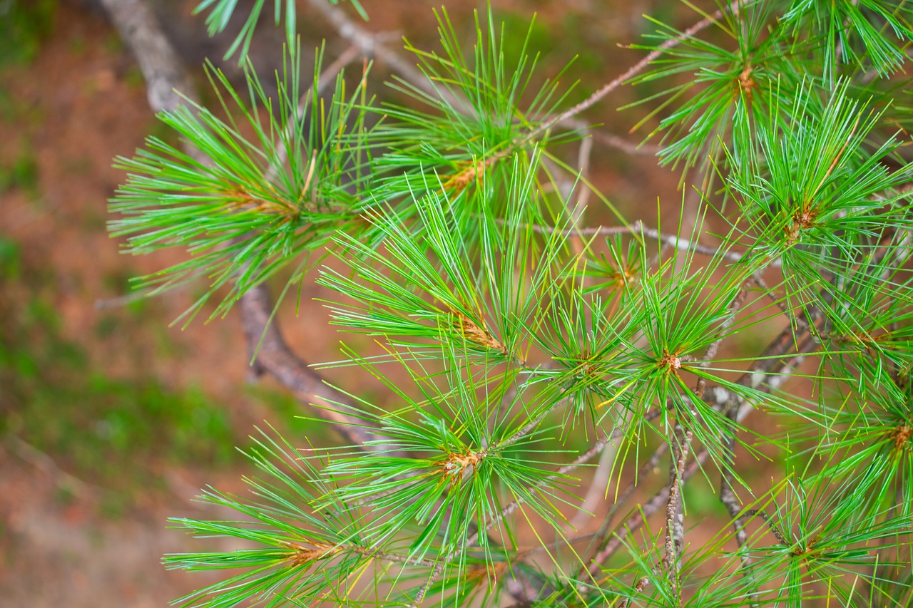 adirondacks  pine  needle free photo
