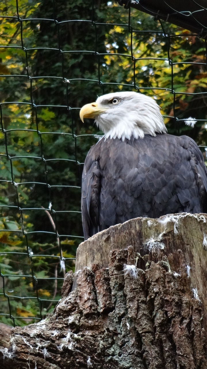 adler white golden eagle free photo