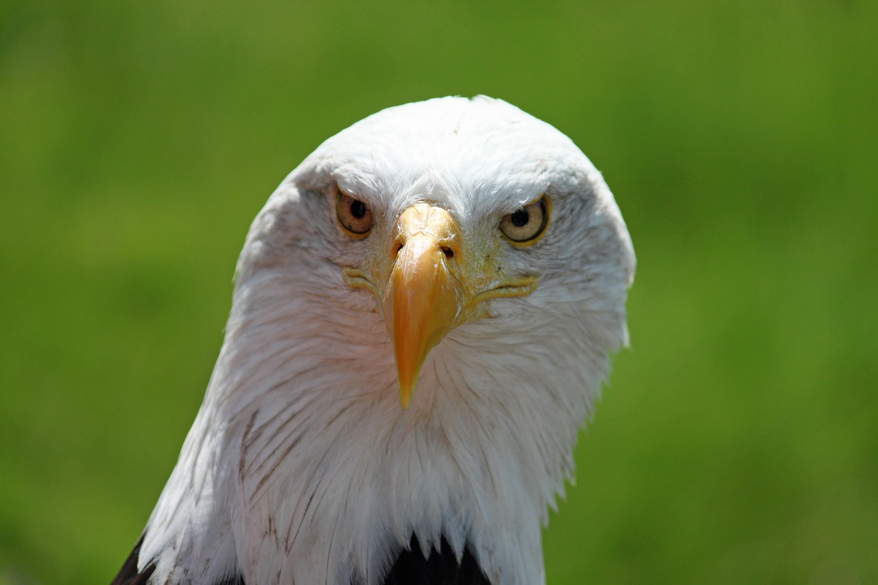 adler white tailed eagle white free photo