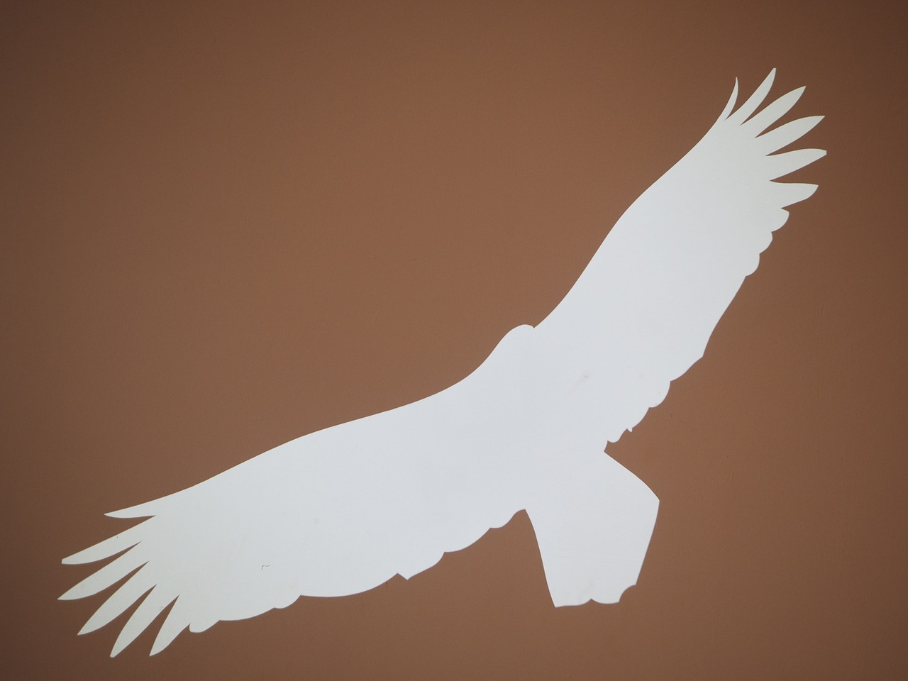 adler bird silhouette free photo