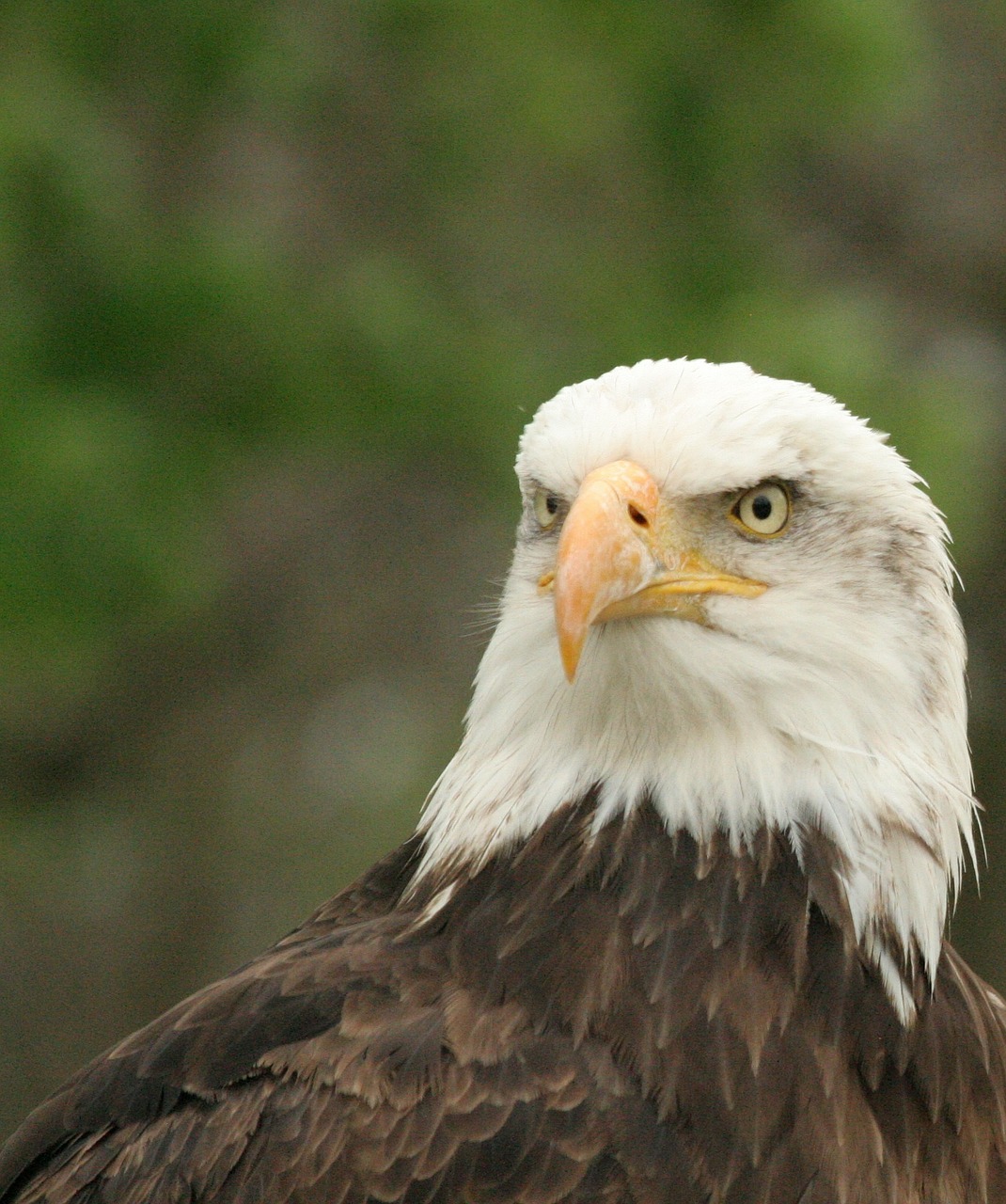 adler raptor animal free photo