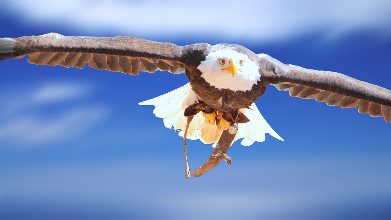 adler white head eagle animal portrait free photo