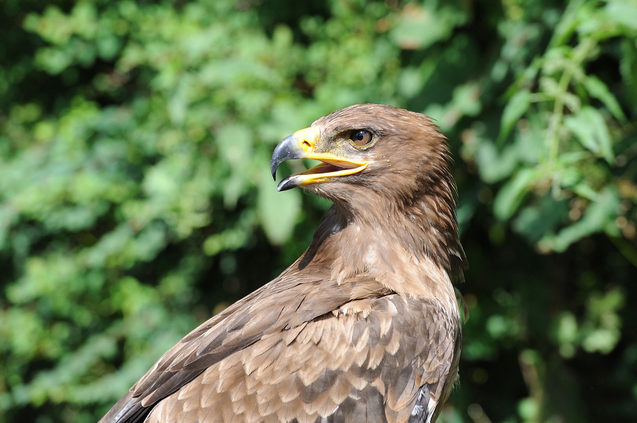 adler raptor bird free photo