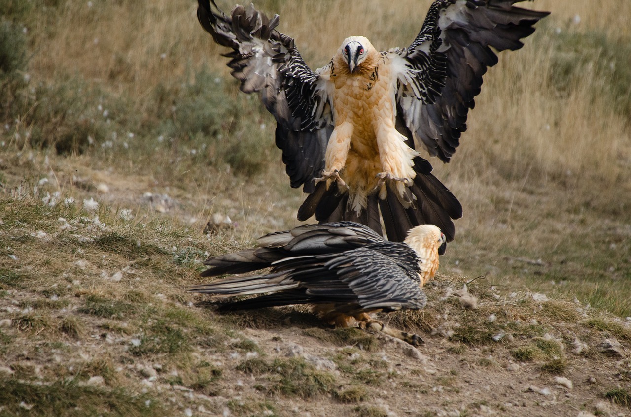 adler birds bird of prey free photo