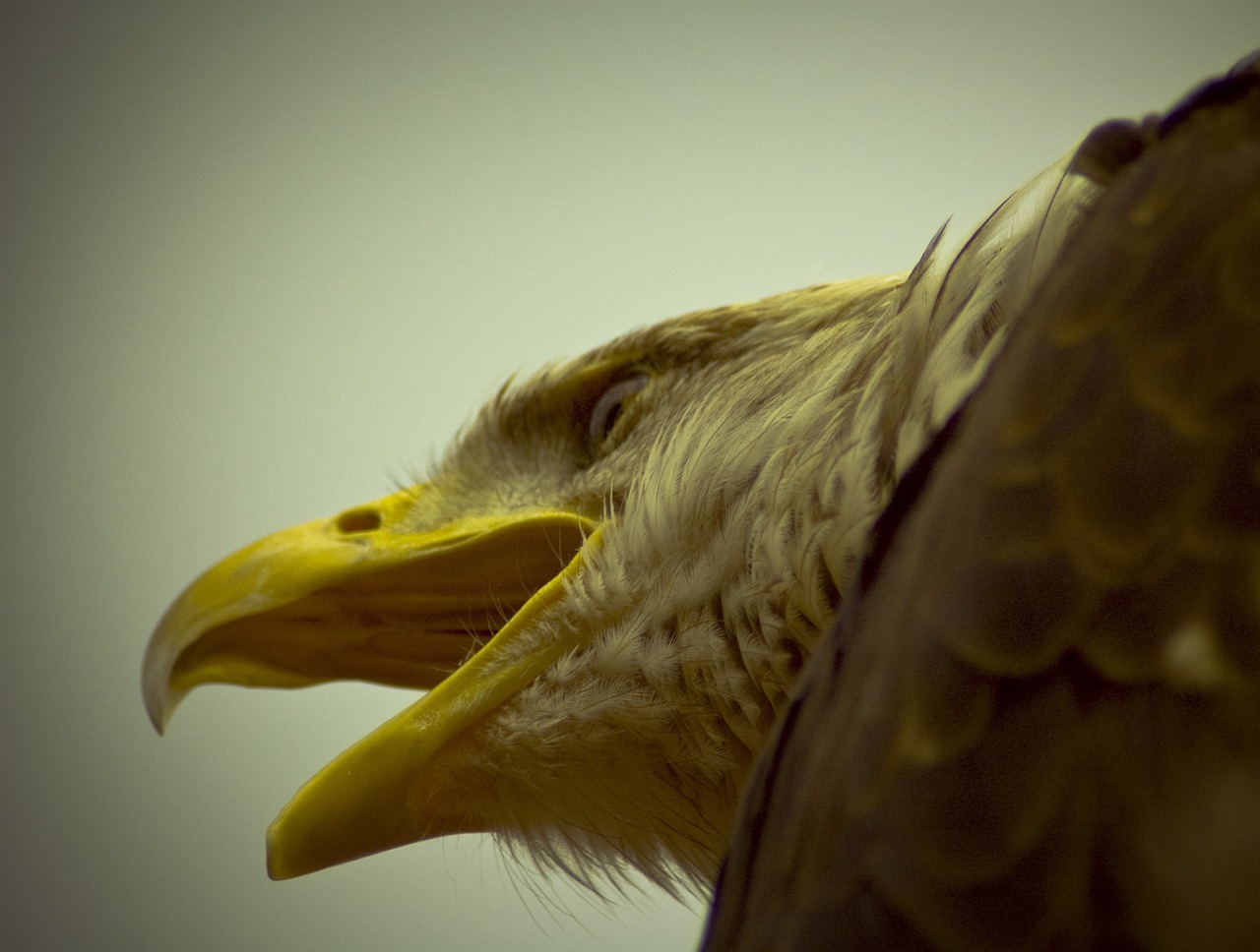 adler bird of prey king free photo