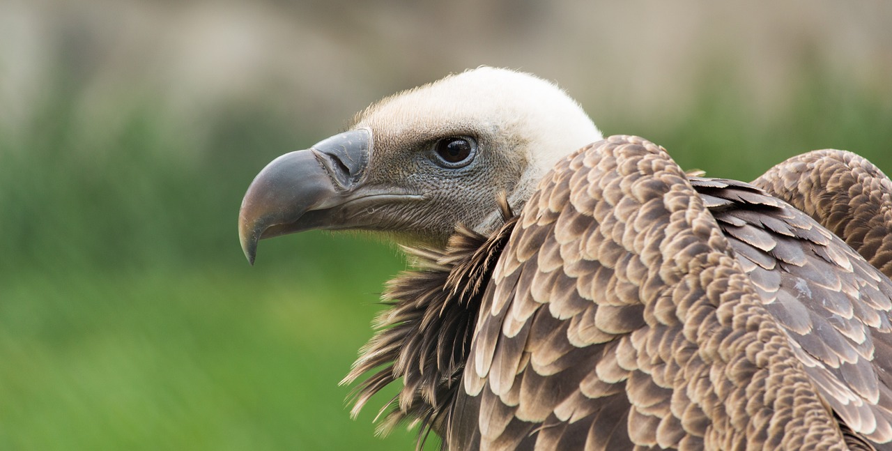 adler head bird of prey free photo