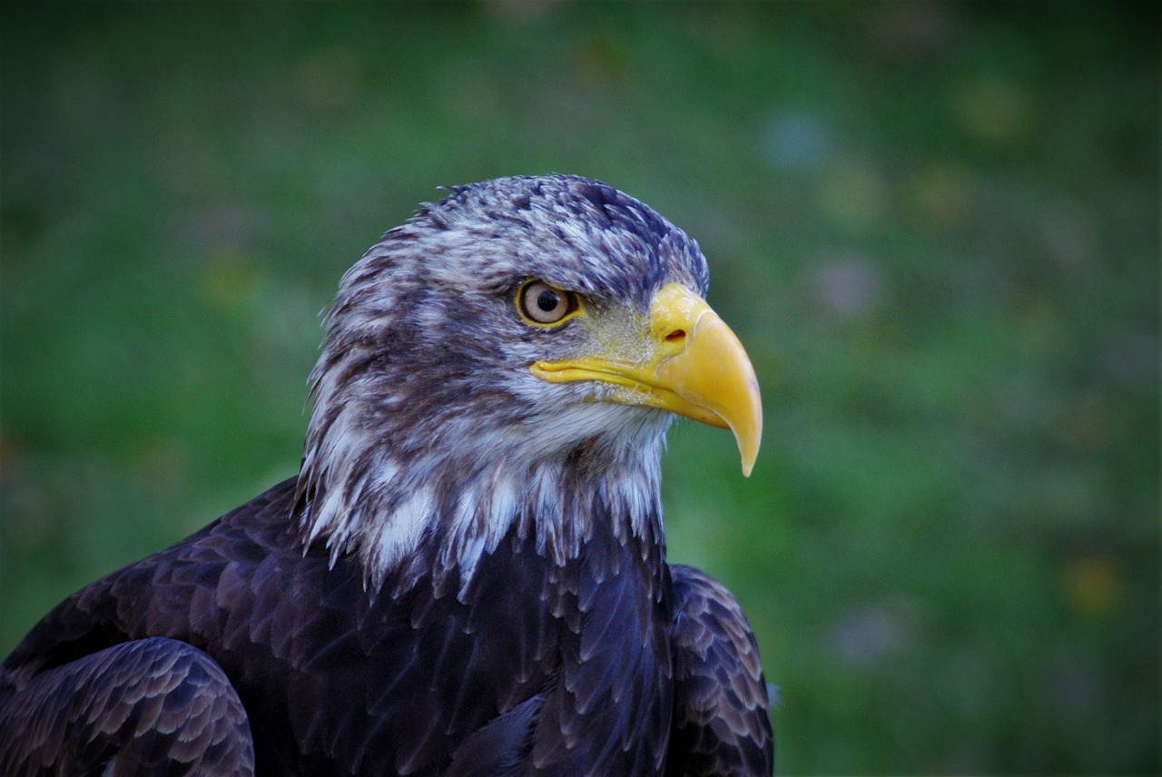adler bald eagle bird free photo
