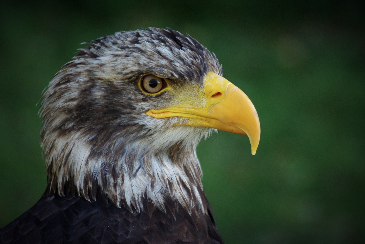 adler bald eagle bird free photo