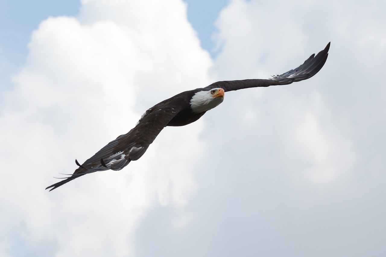 adler bald eagle flight free photo