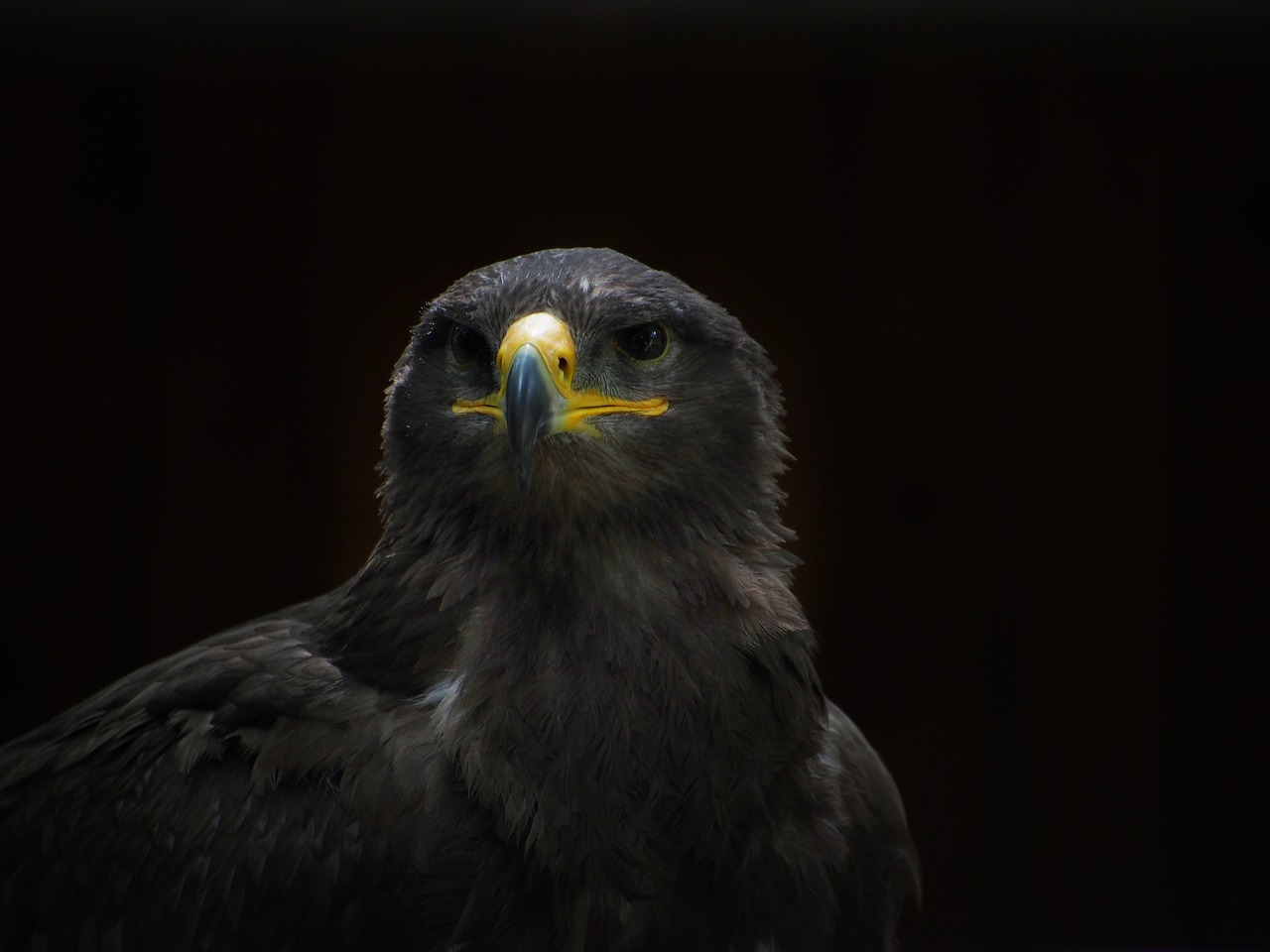 adler steppe eagle bird free photo