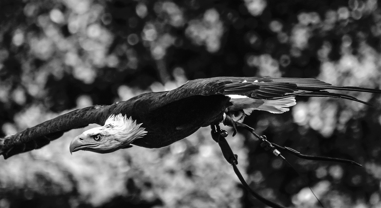 adler raptor bird of prey free photo