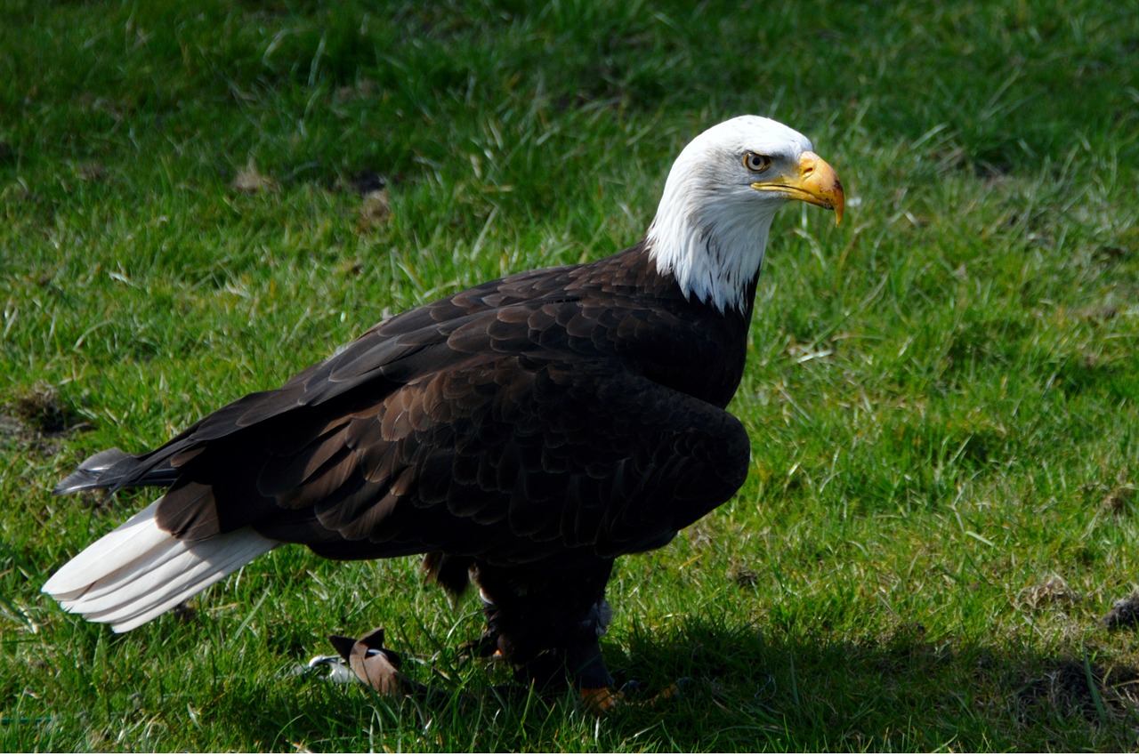 adler bald eagle raptor free photo