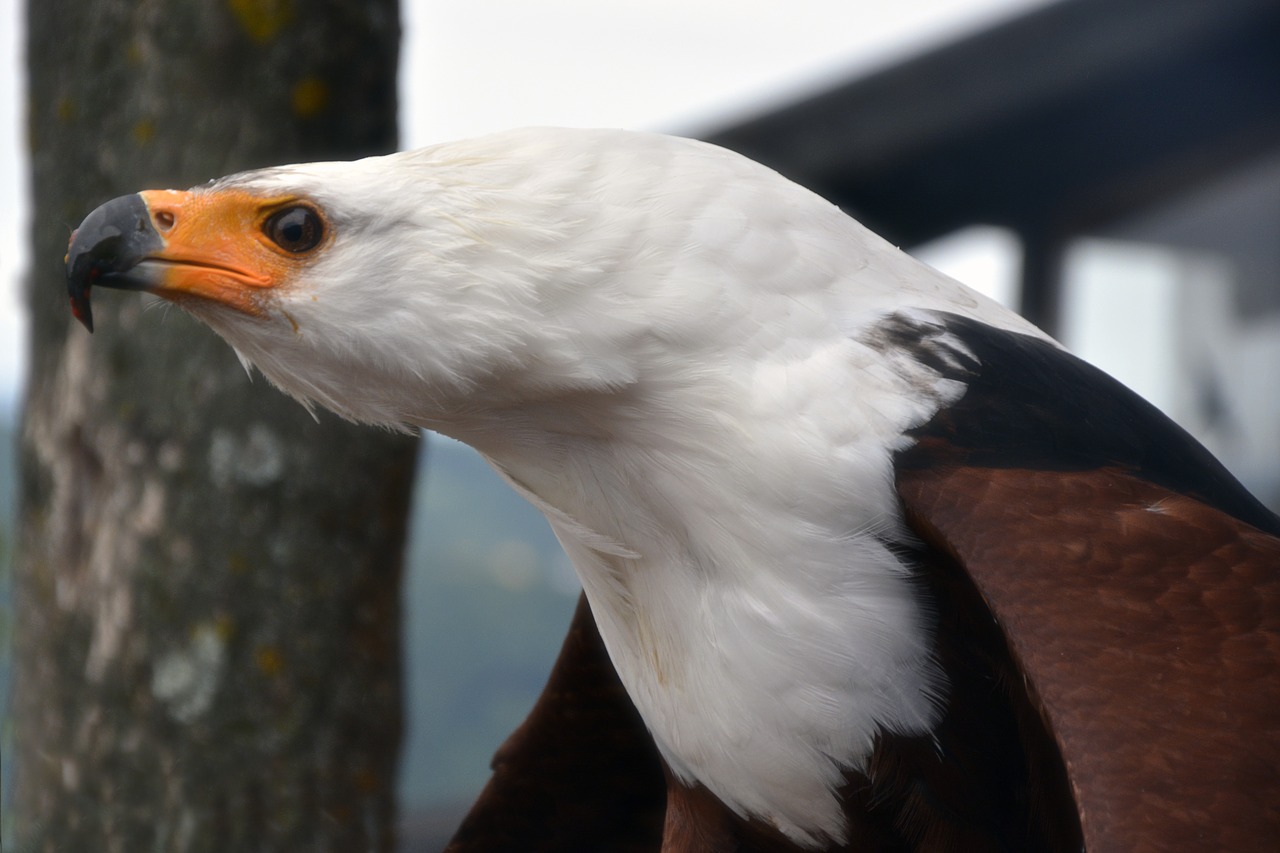 adler bird raptor free photo