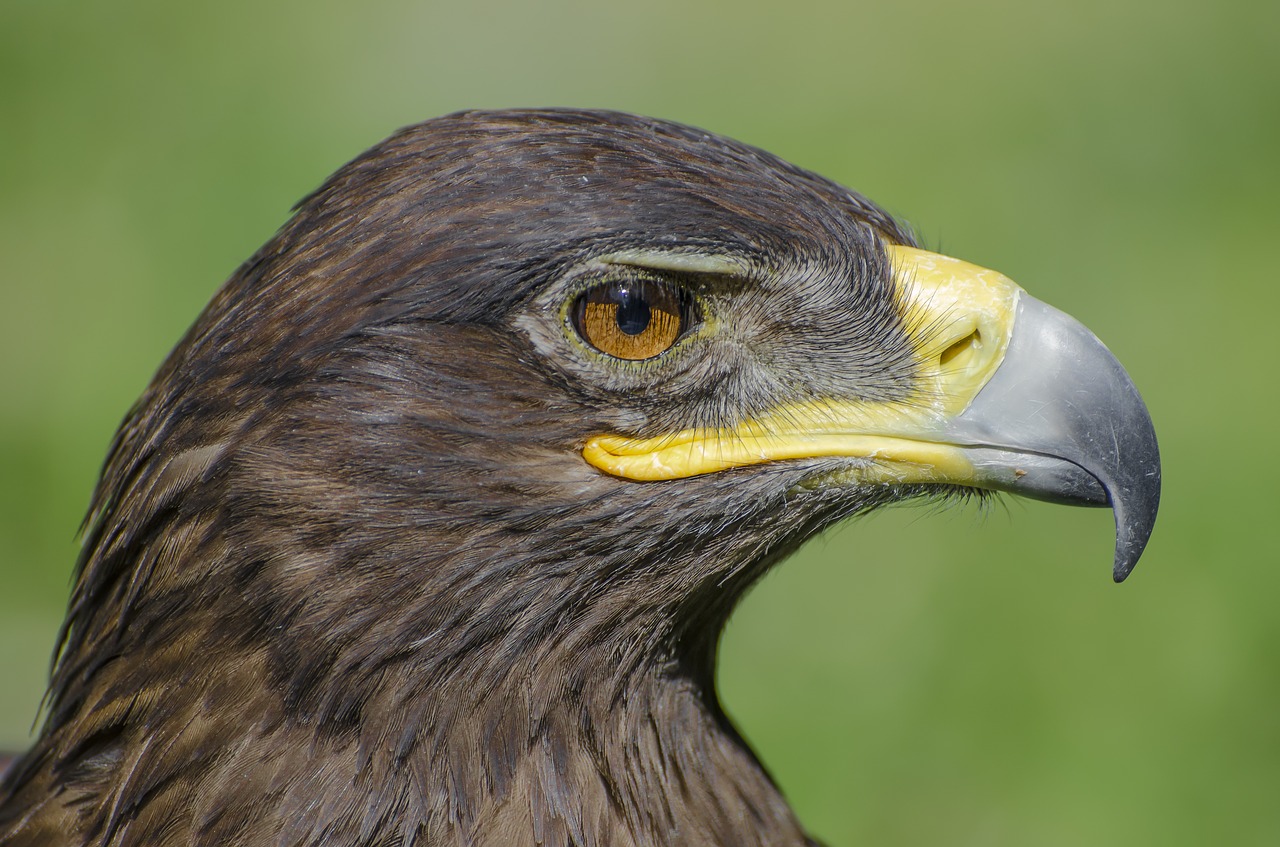 adler animal animal portrait free photo