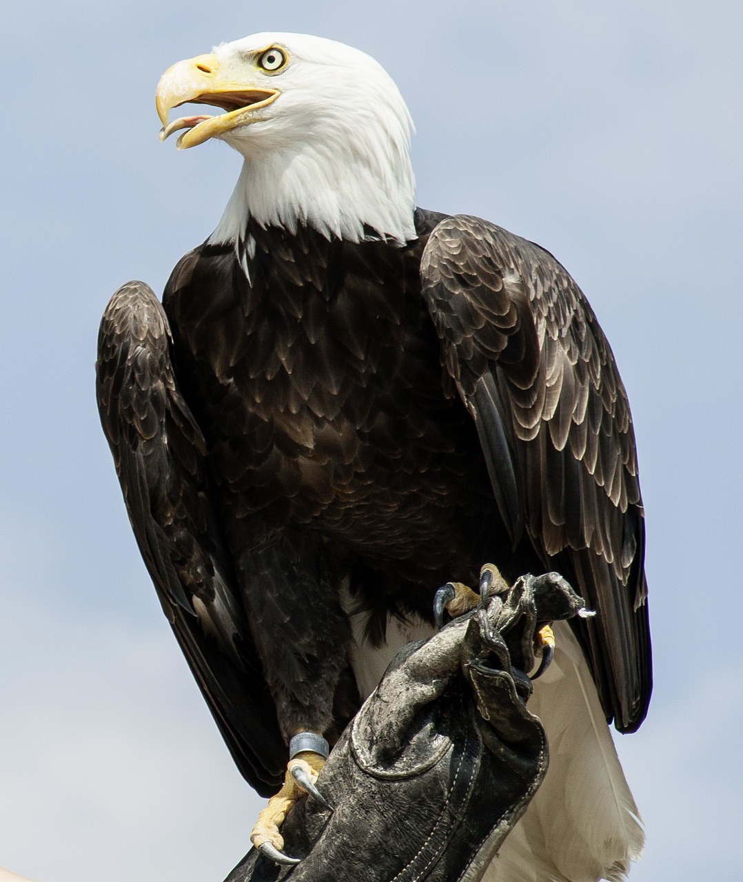 adler animal bird free photo