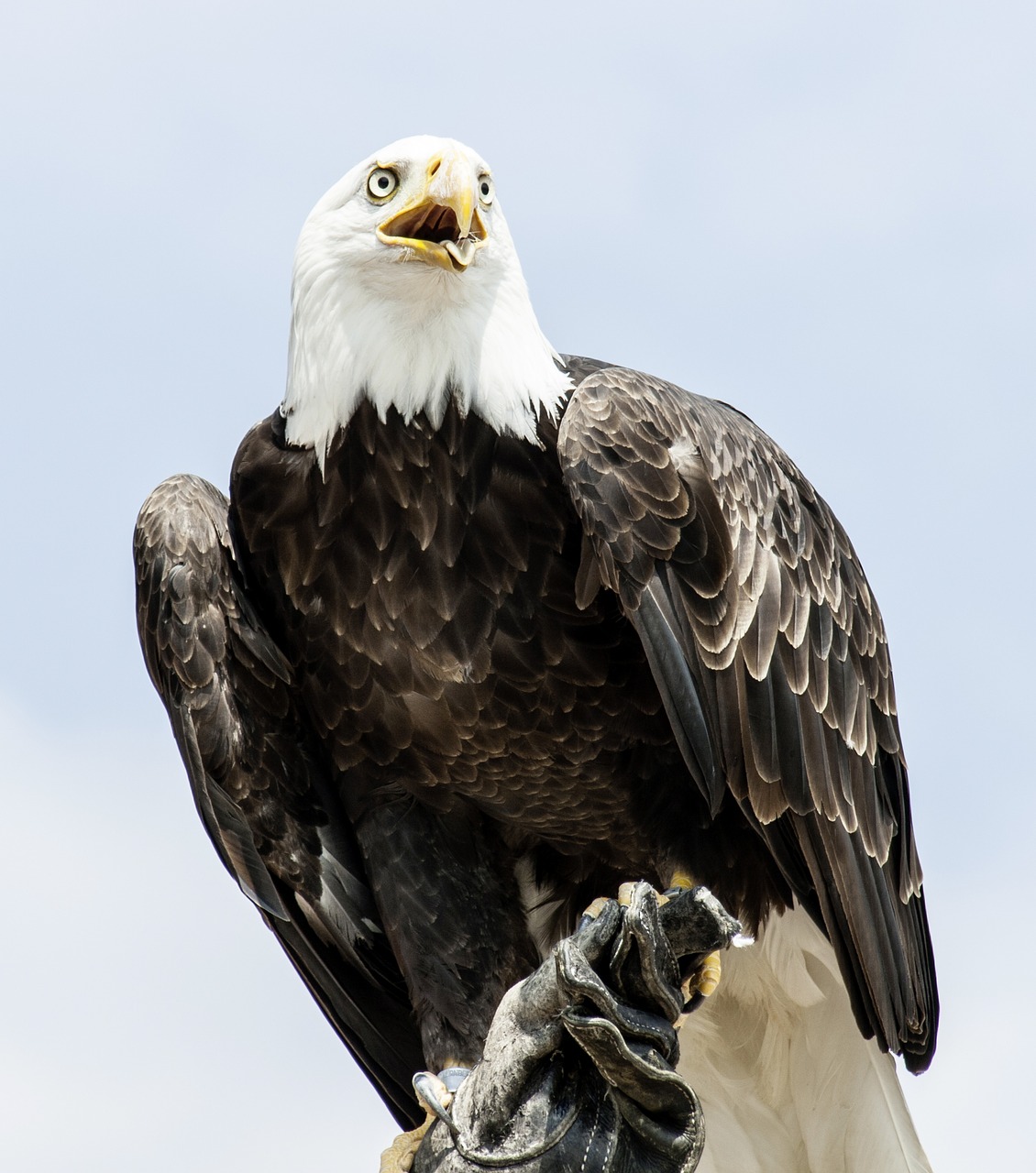 adler animal bald eagle free photo