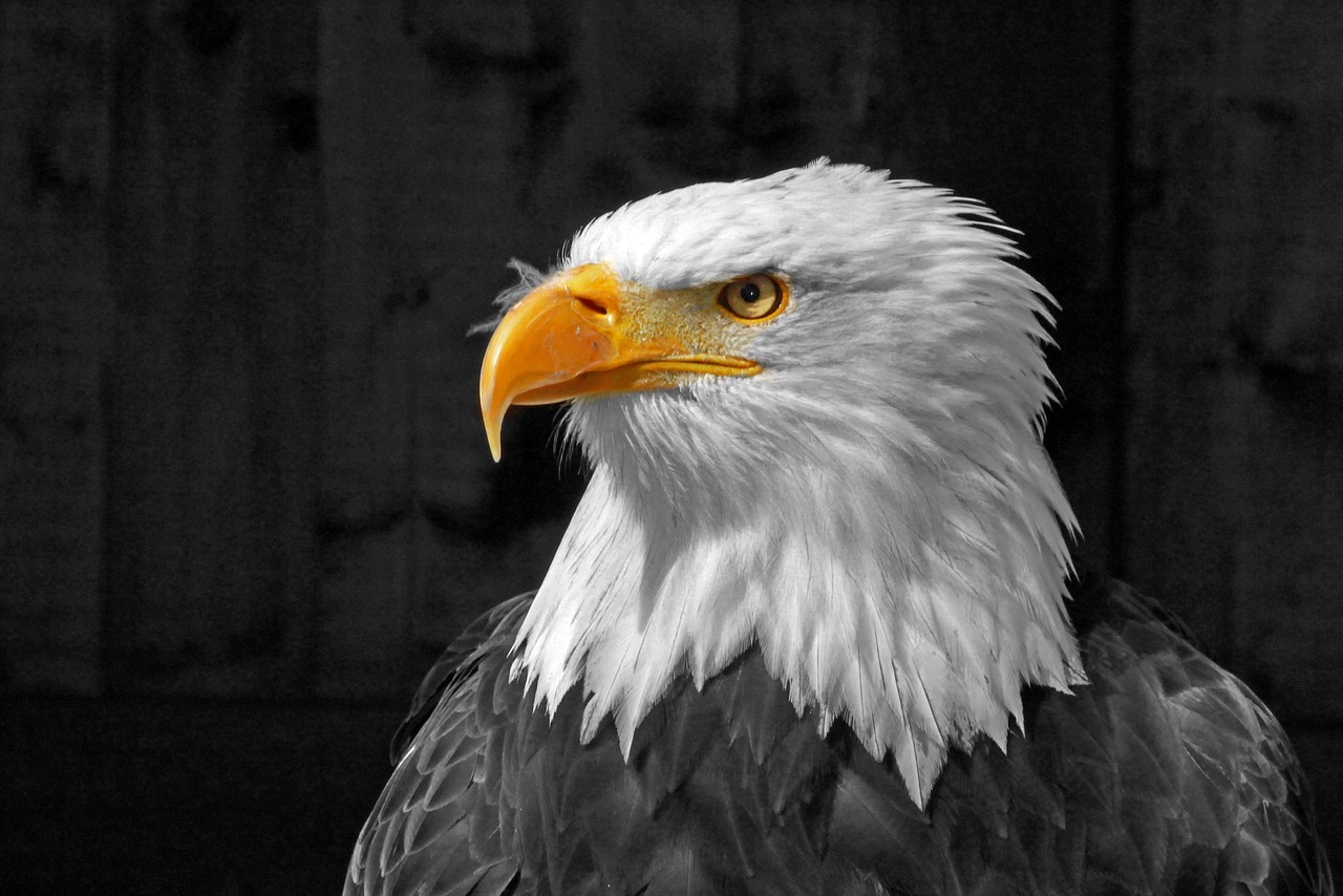 adler flight plumage free photo