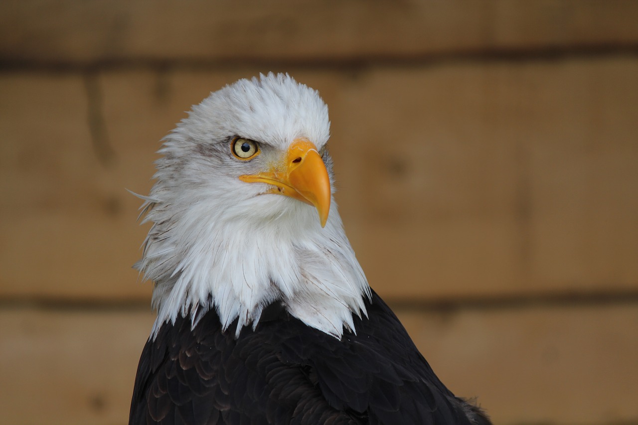 adler bird bird of prey free photo