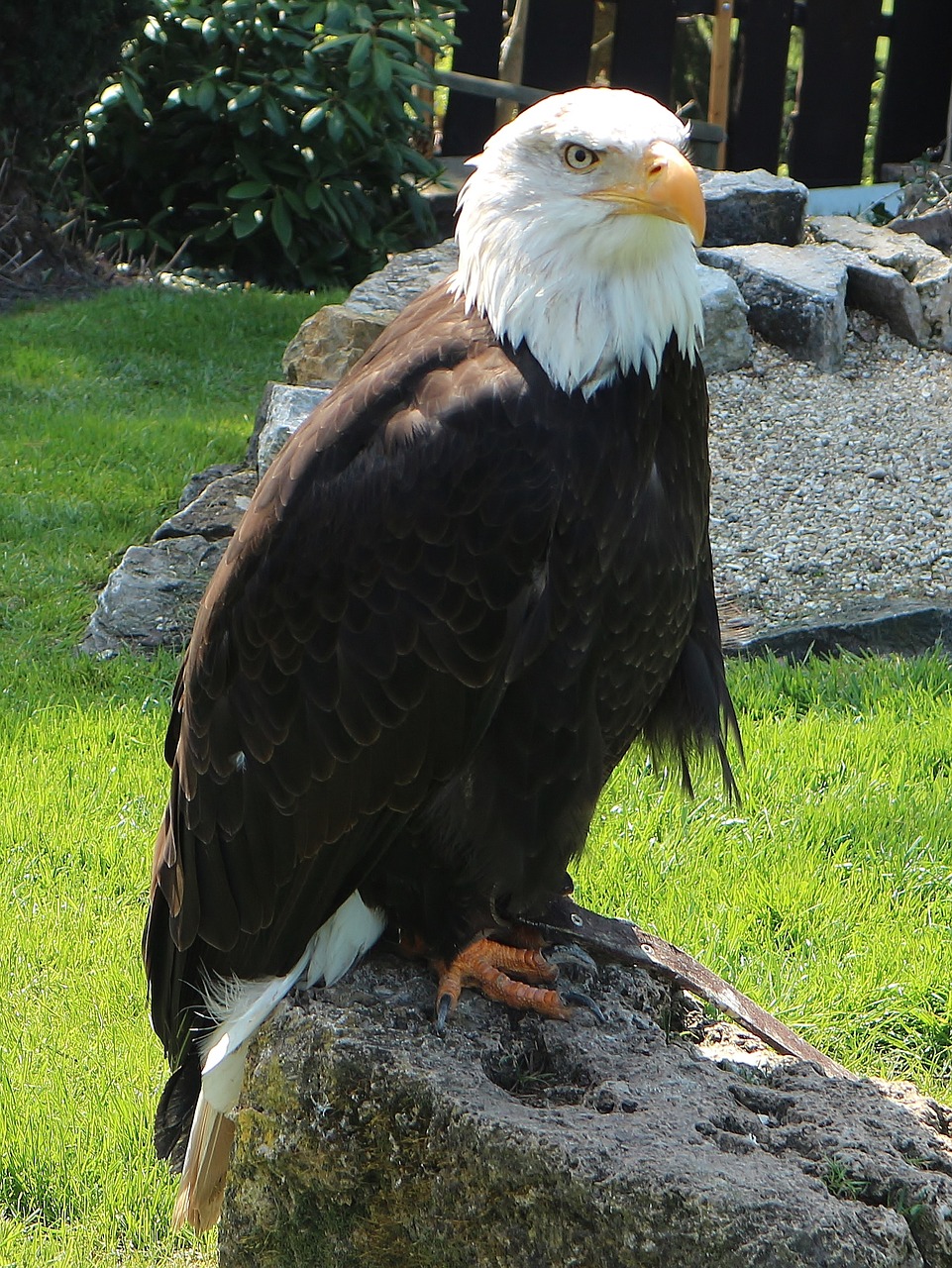 adler golden eagle raptor free photo