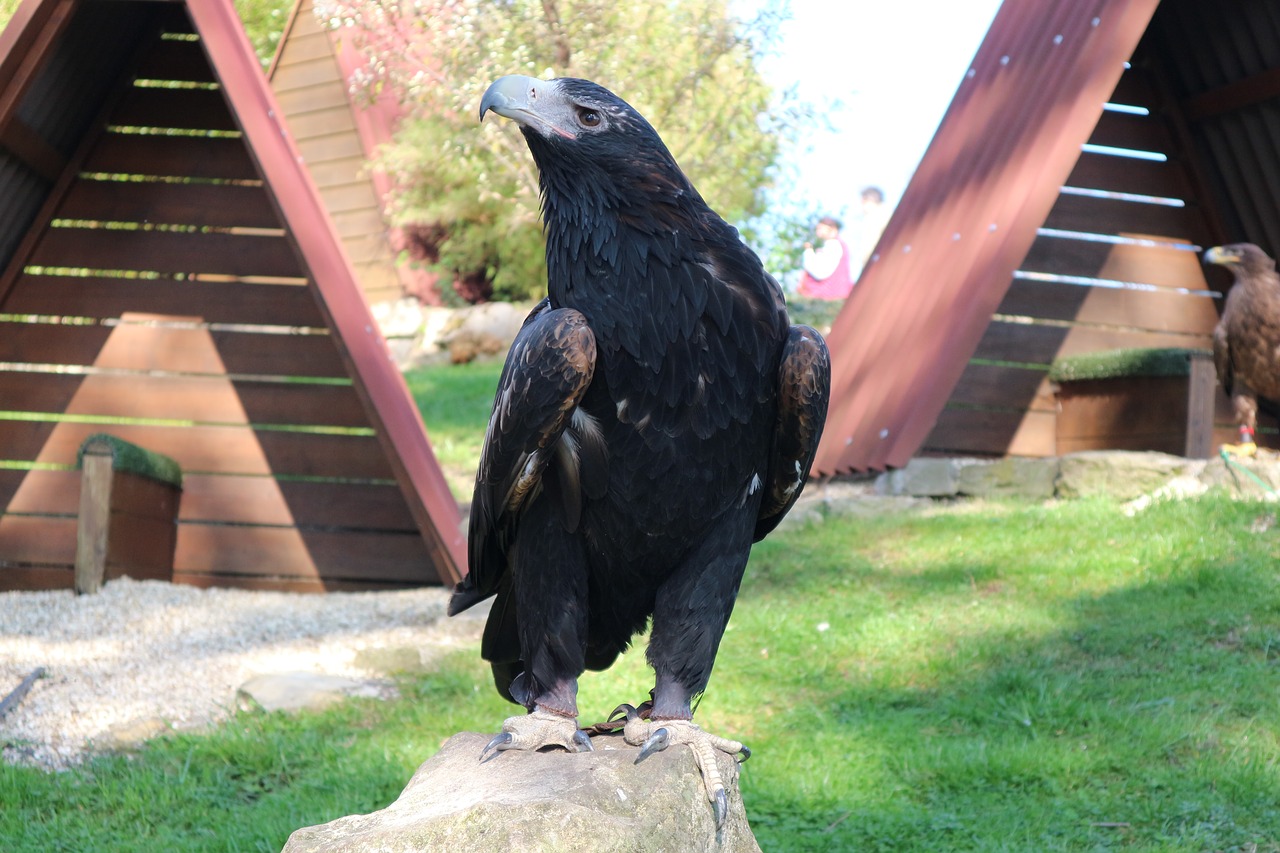 adler eagles waiting in detmold bird free photo