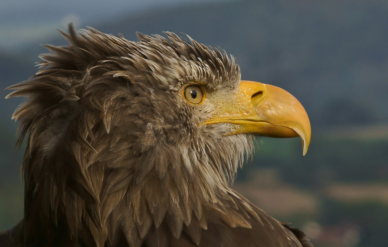 adler giant spotted eagle bird of prey free photo