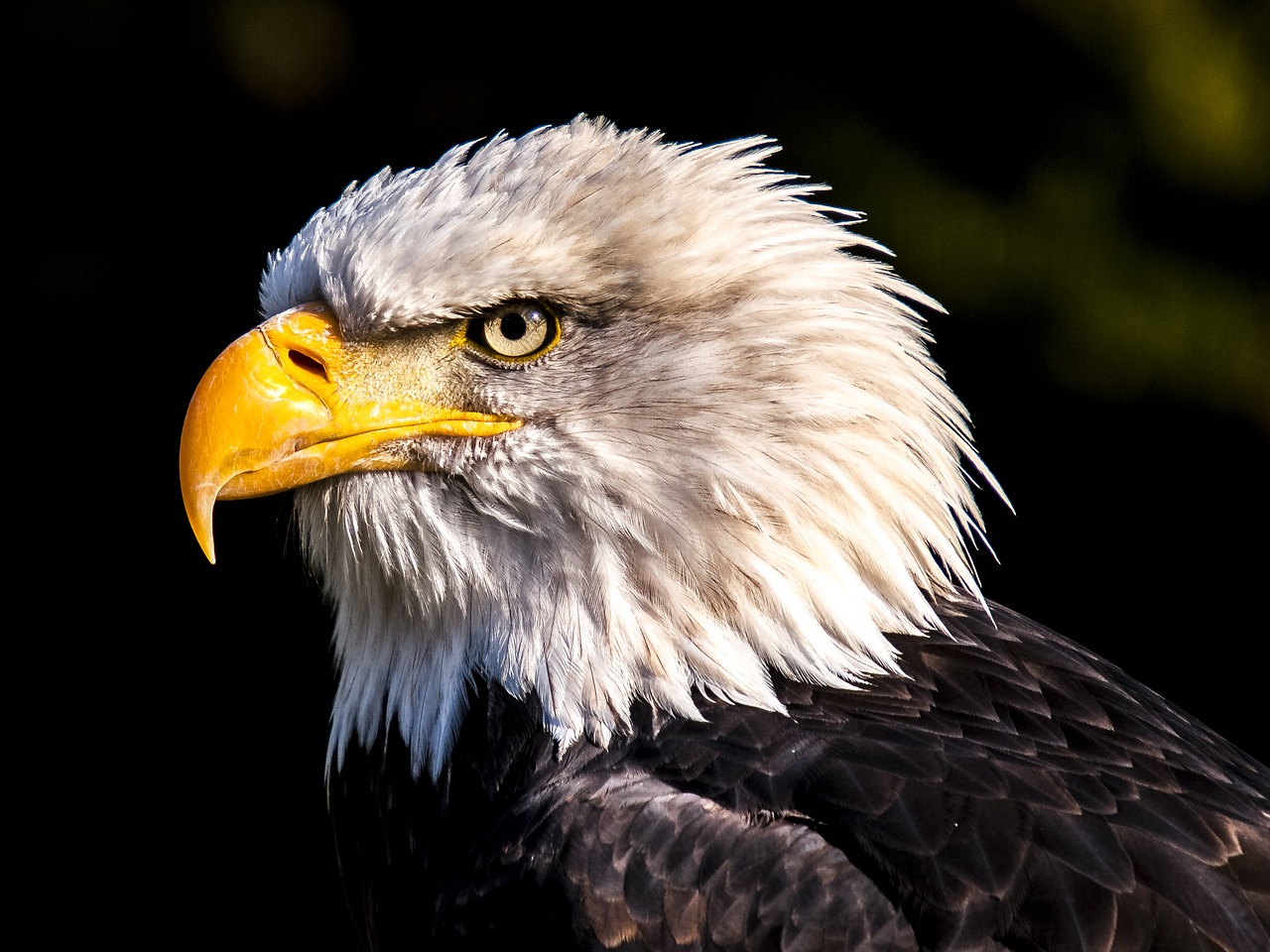 adler white tailed eagle bald eagle free photo