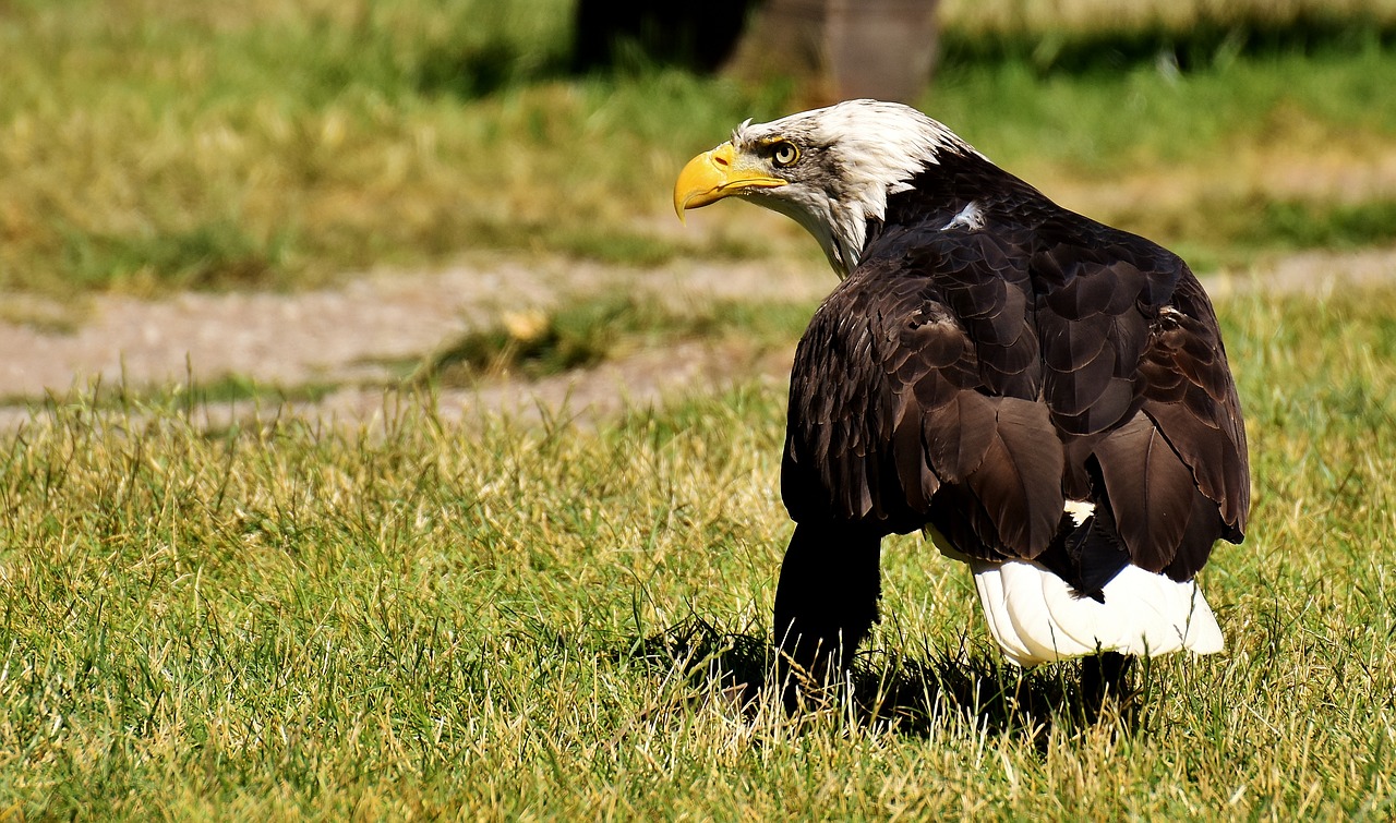 adler bald eagles bird free photo