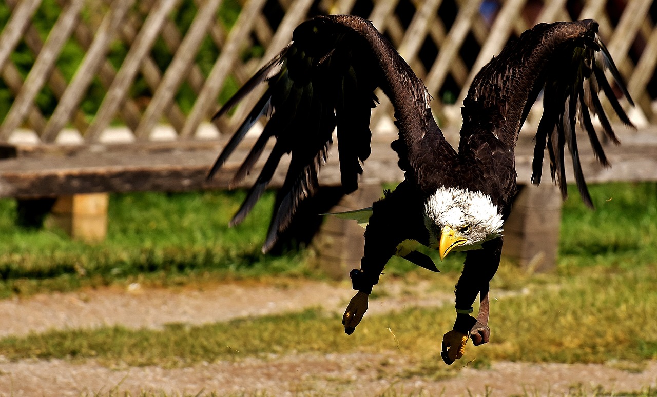 adler bald eagles bird free photo