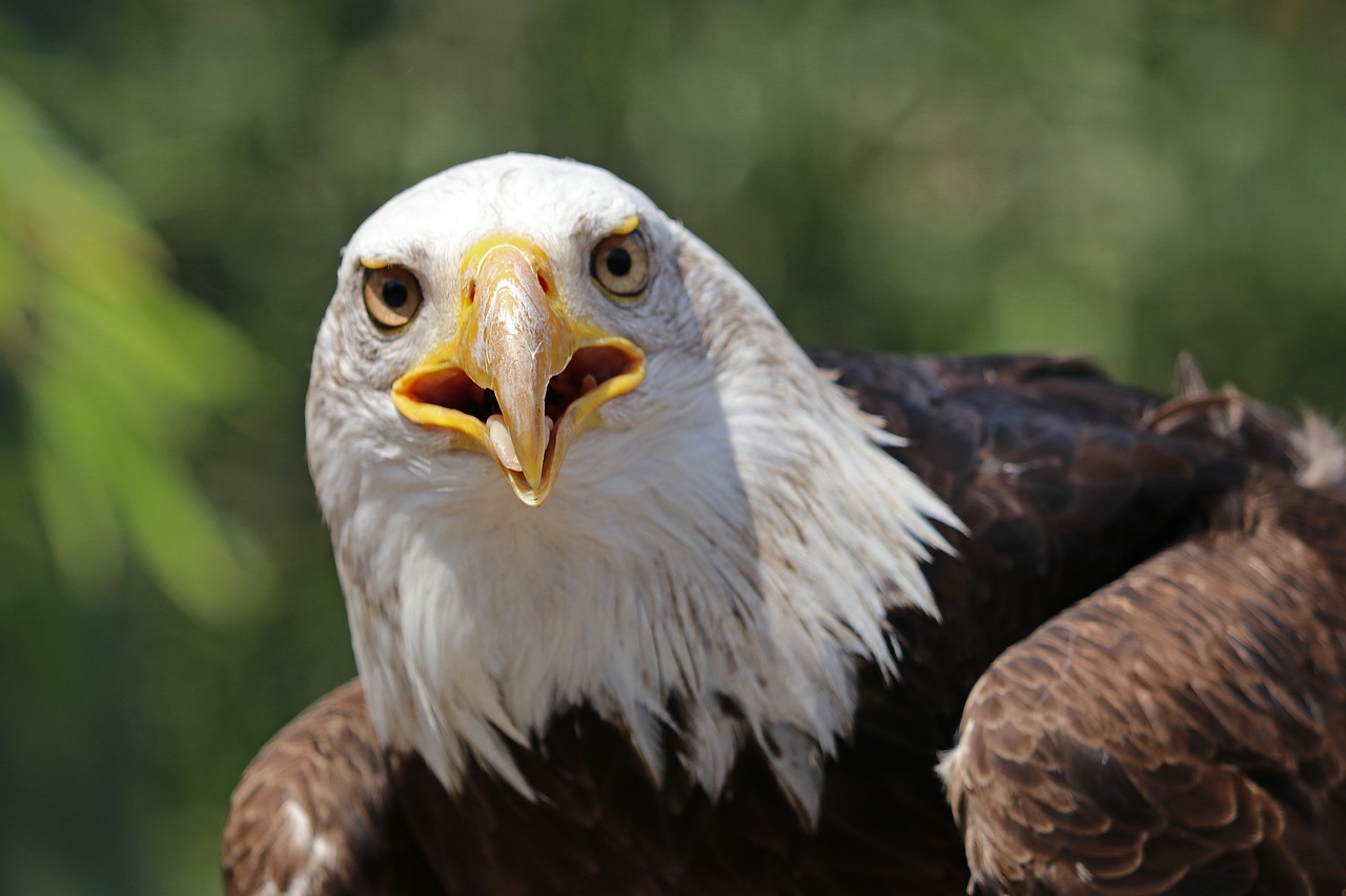 adler white tailed eagle raptor free photo
