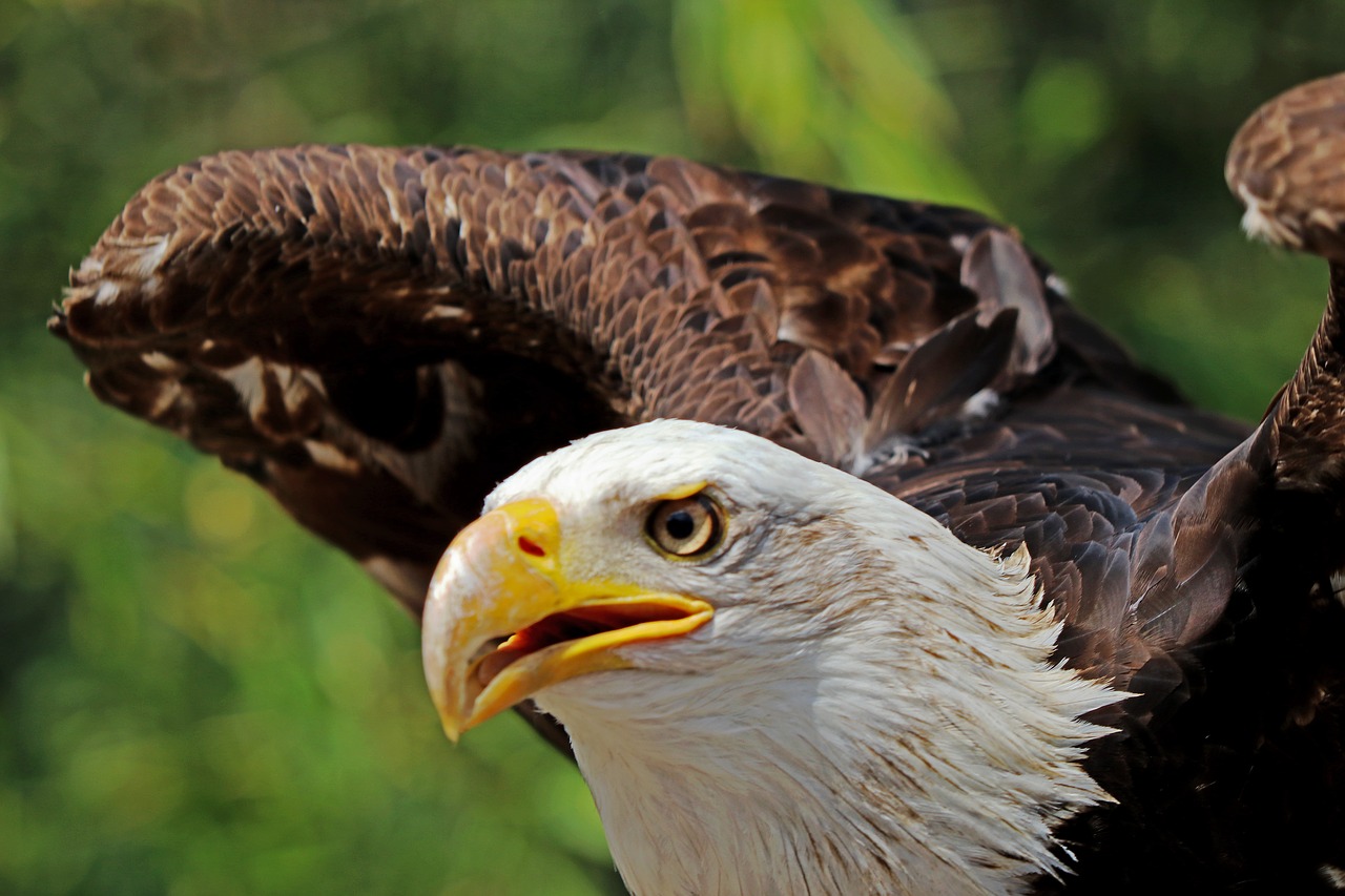 adler white tailed eagle raptor free photo
