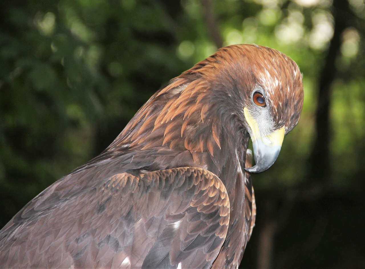 adler raptor bird of prey free photo