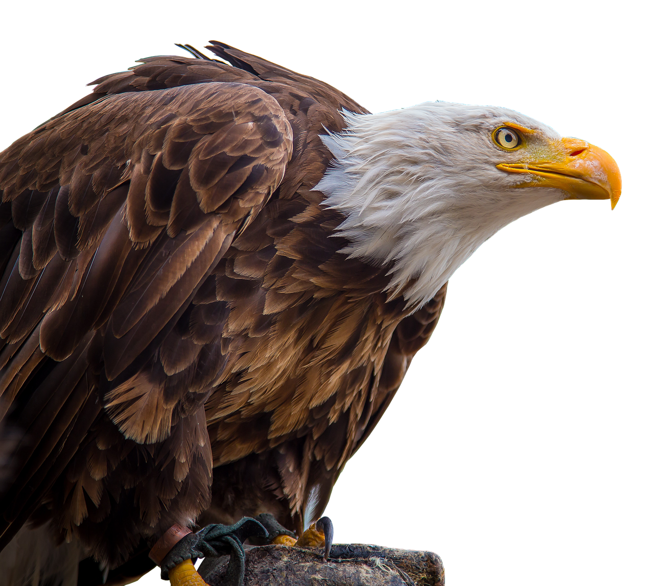 adler white tailed eagle bald-eagle free photo