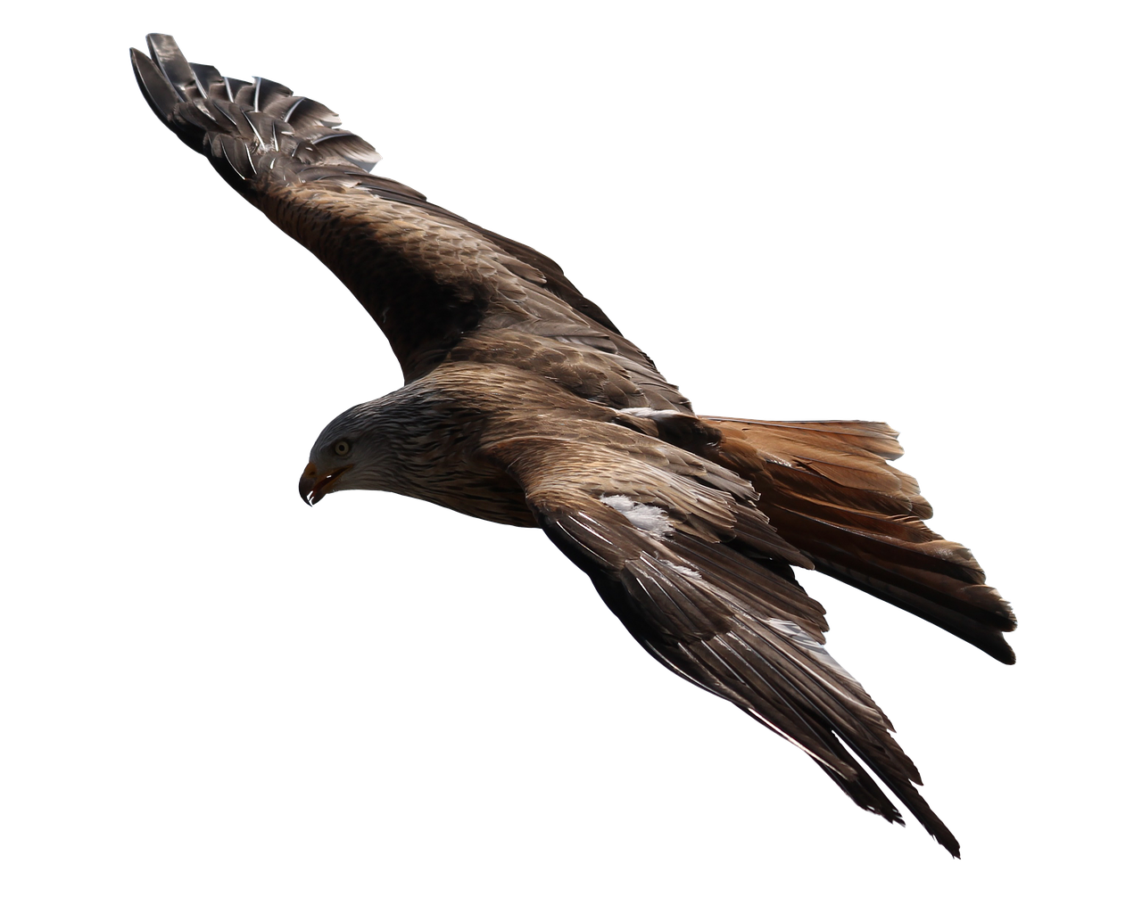 adler raptor bird of prey free photo