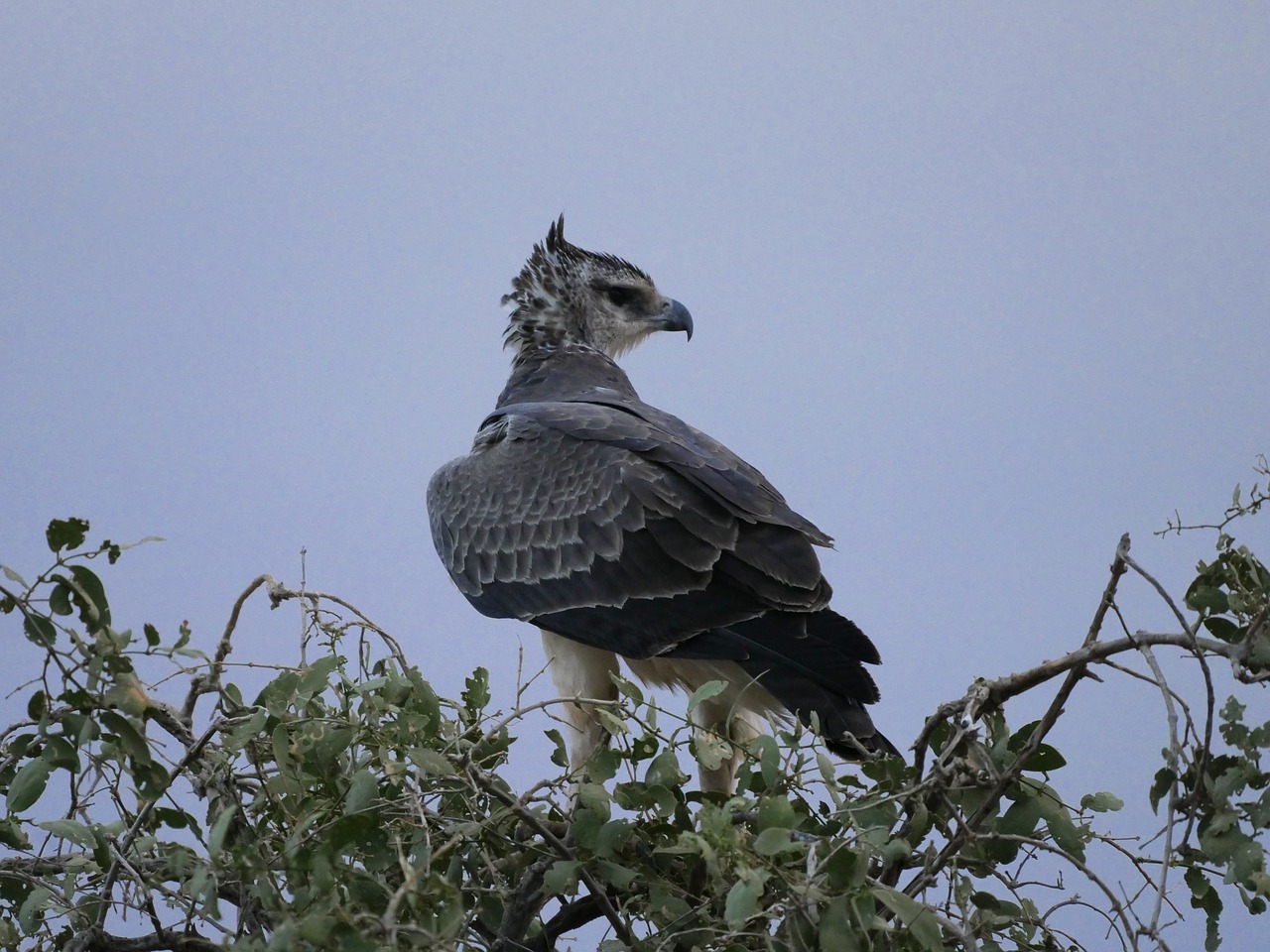 adler martial eagle young animal free photo