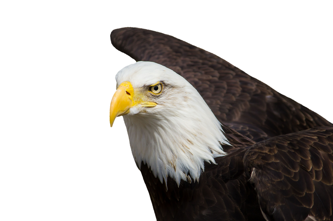 adler bald eagles bird of prey free photo