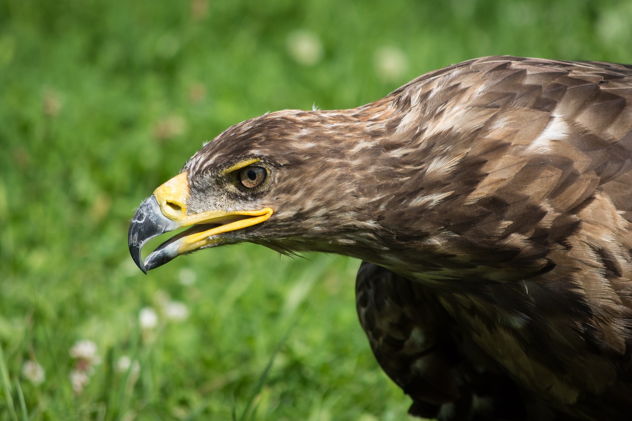 adler raptor bird of prey free photo