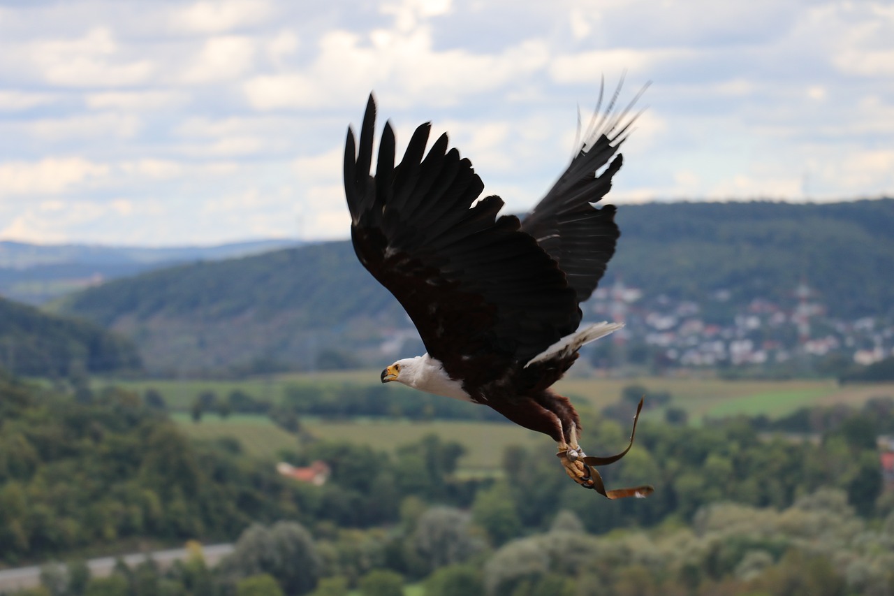 adler eagle flying eagle free photo