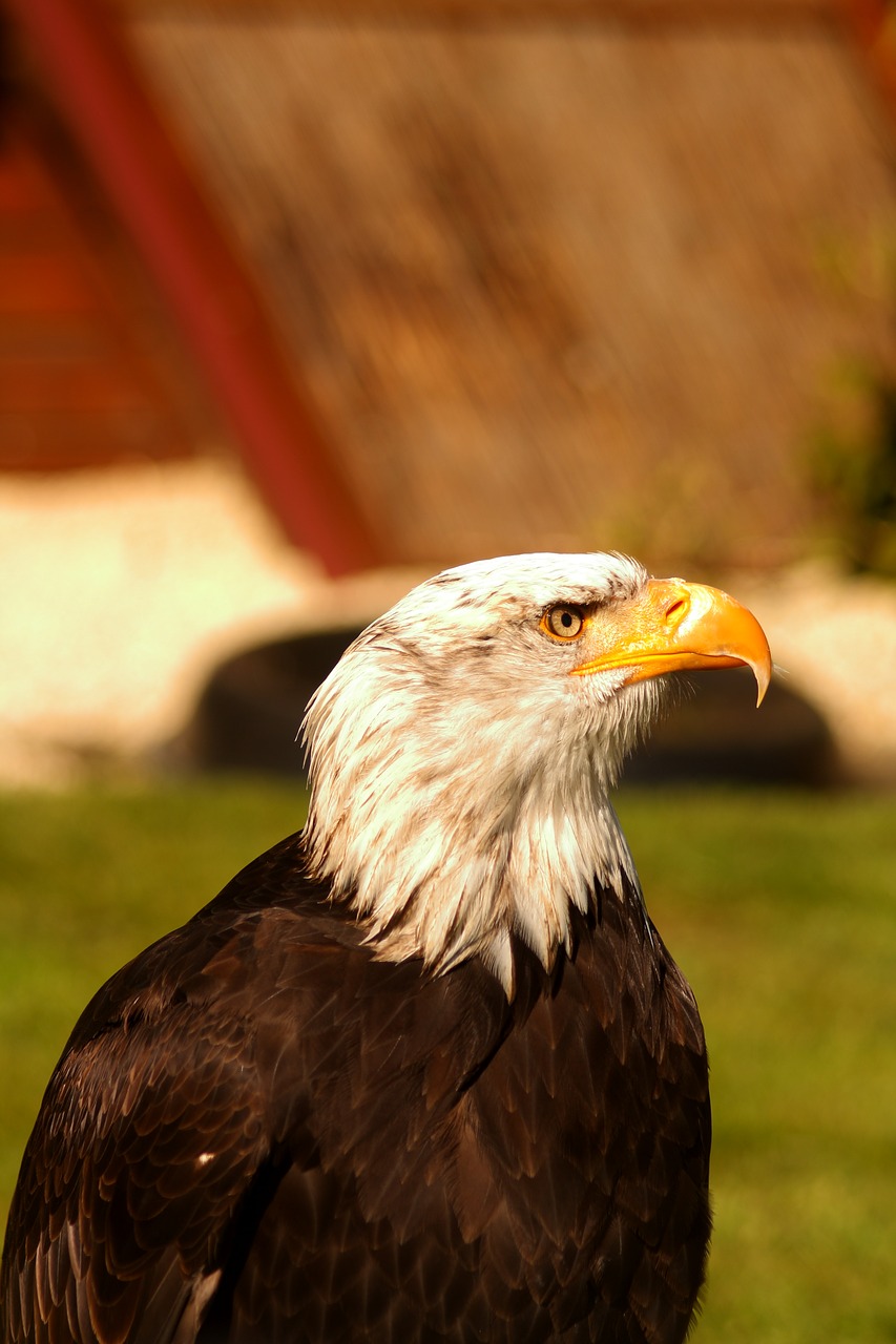 adler eagle raptor free photo