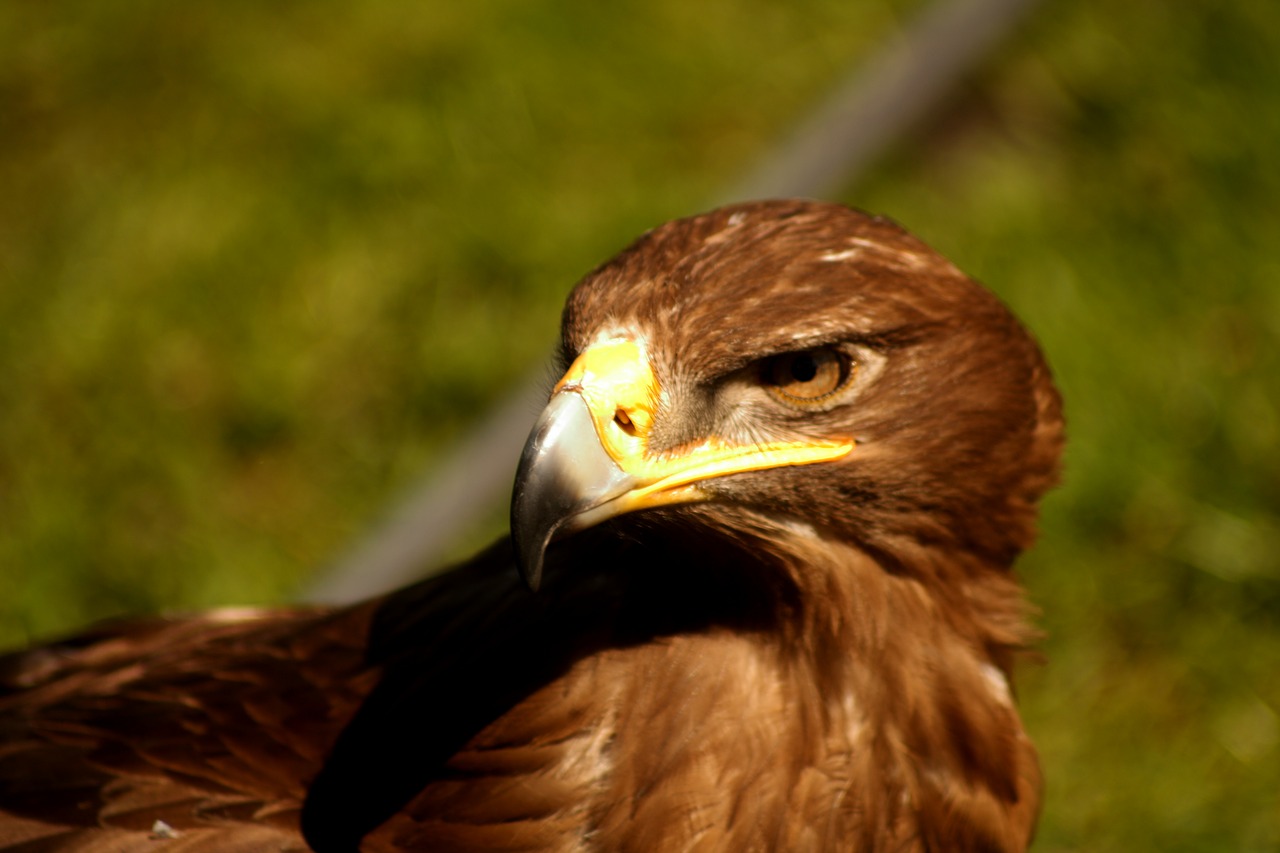 adler eagle raptor free photo