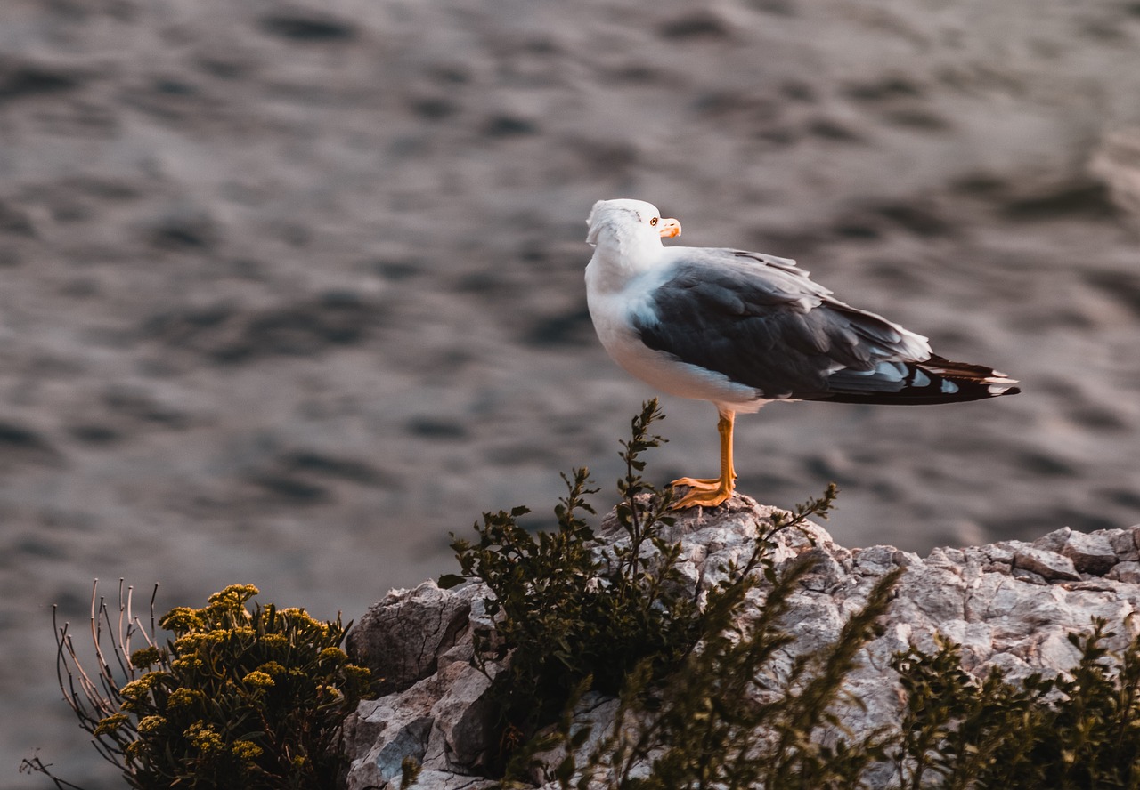 adler bird wildlife free photo