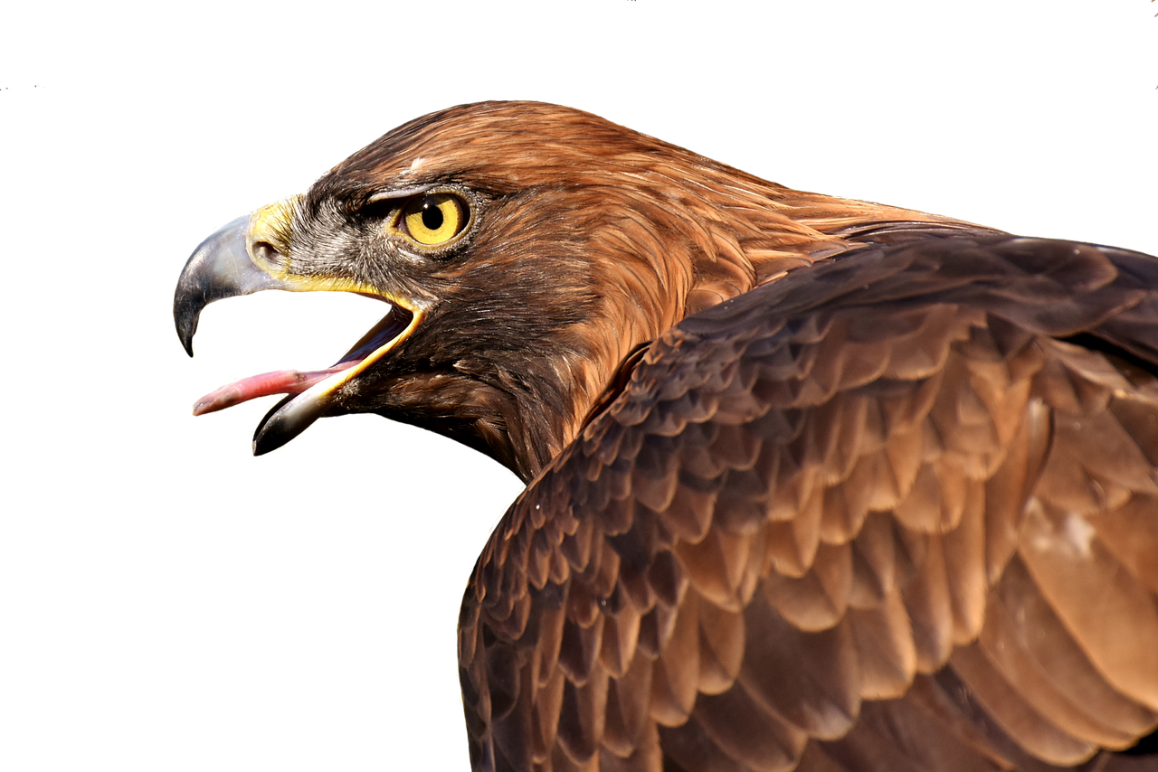 adler raptor bird of prey free photo